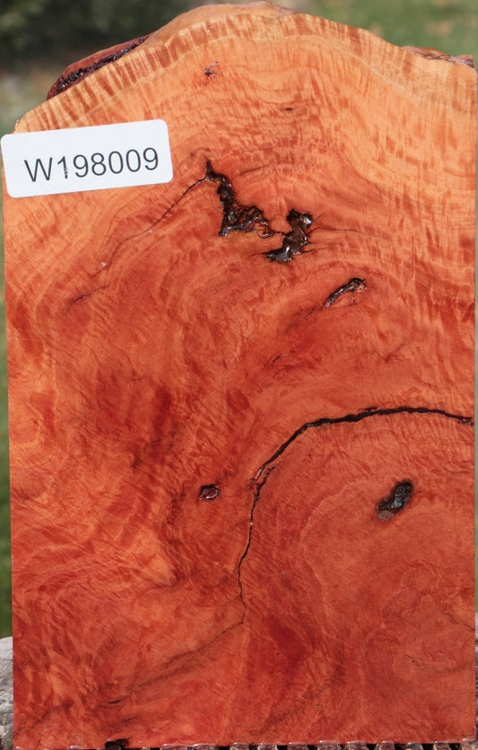 Red River Gum Burl Live Edge Lumber