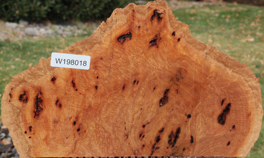 Red River Gum Burl Slice