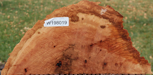 Red River Gum Burl Slice