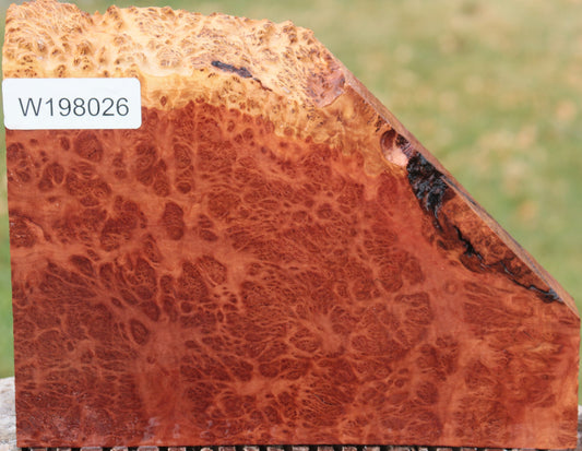 Red Coolibah Burl Live Edge Lumber