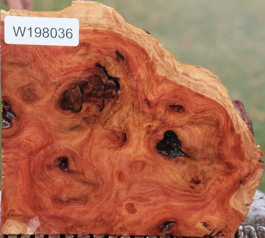 Red River Gum Burl Live Edge Lumber