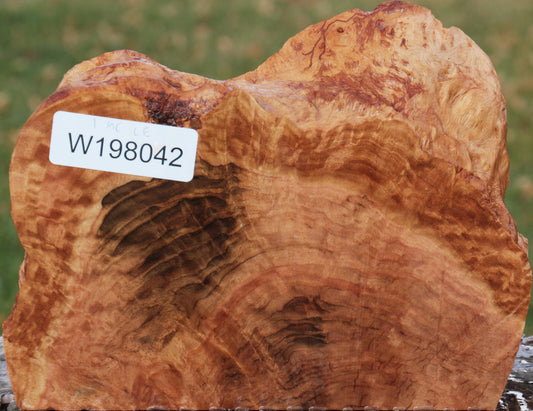 Red Coolibah Burl Live Edge Lumber