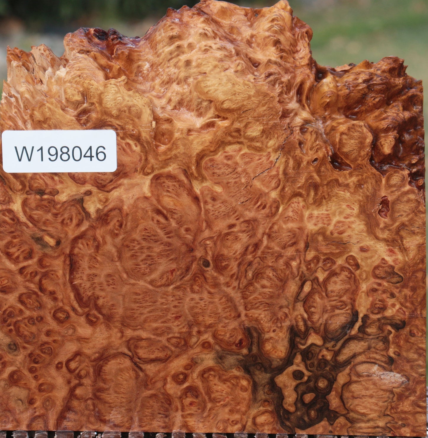 Exhibition Brown Mallee Burl Live Edge Lumber