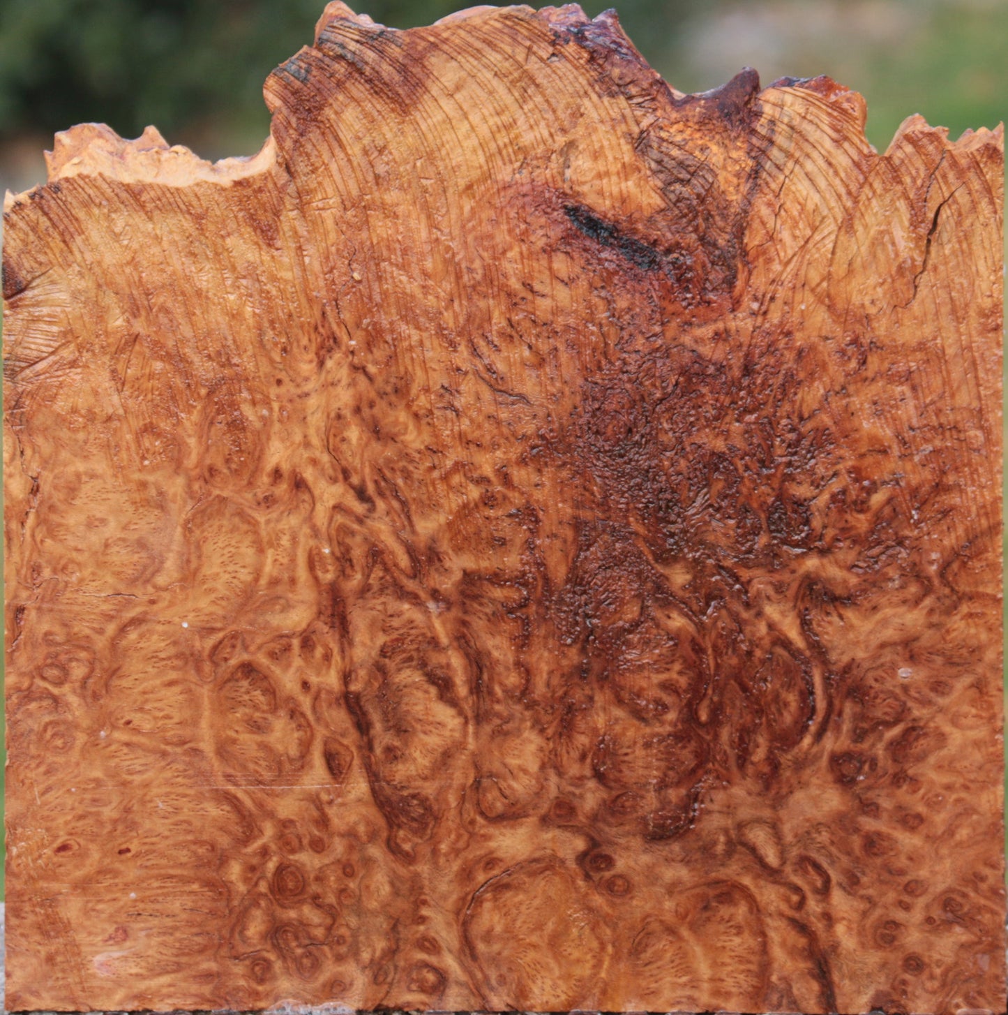 Exhibition Brown Mallee Burl Live Edge Lumber