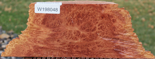 Red Coolibah Burl Live Edge Lumber