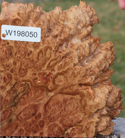 Red Coolibah Burl Live Edge Lumber