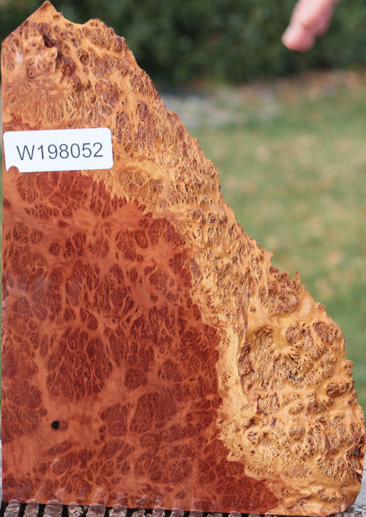 Red Coolibah Burl Live Edge Lumber