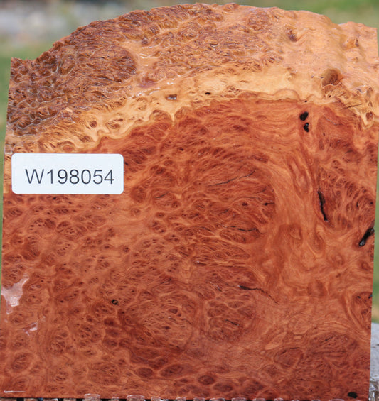 Red Coolibah Burl Live Edge Lumber