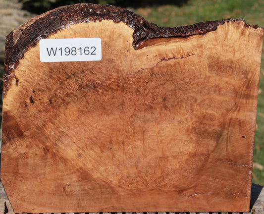 Kanista Burl Live Edge Turning Blank