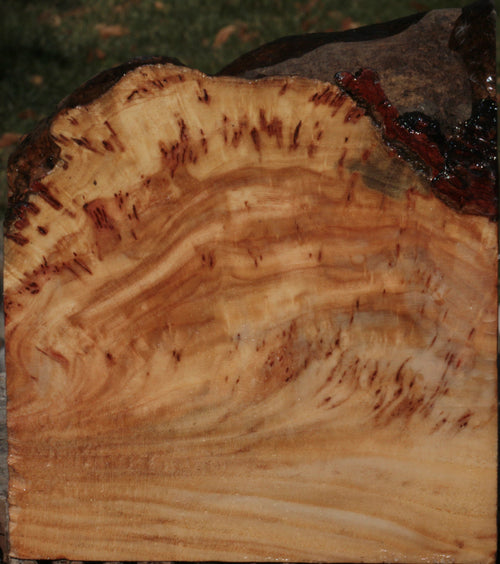 Rough Cut Live Edge Locust Wood Biscuit 