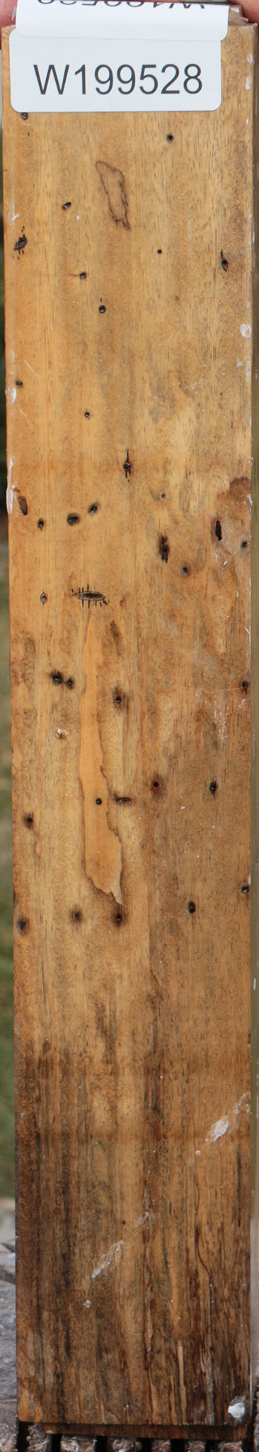 Spalted Tamarind Peppermill