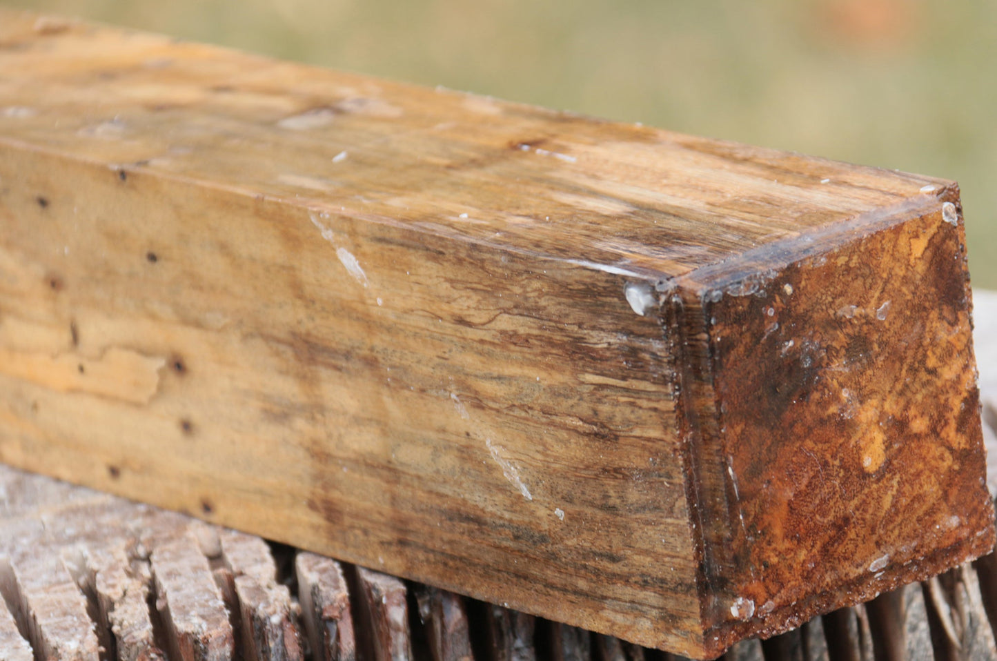 Spalted Tamarind Peppermill