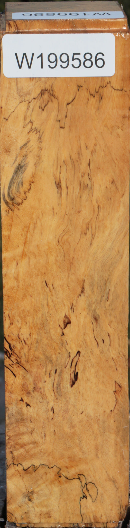 Spalted Tamarind Peppermill