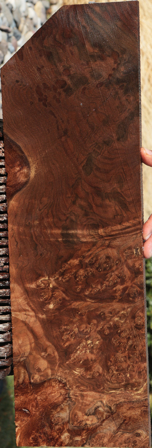 Exhibition Claro Walnut Burl Lumber