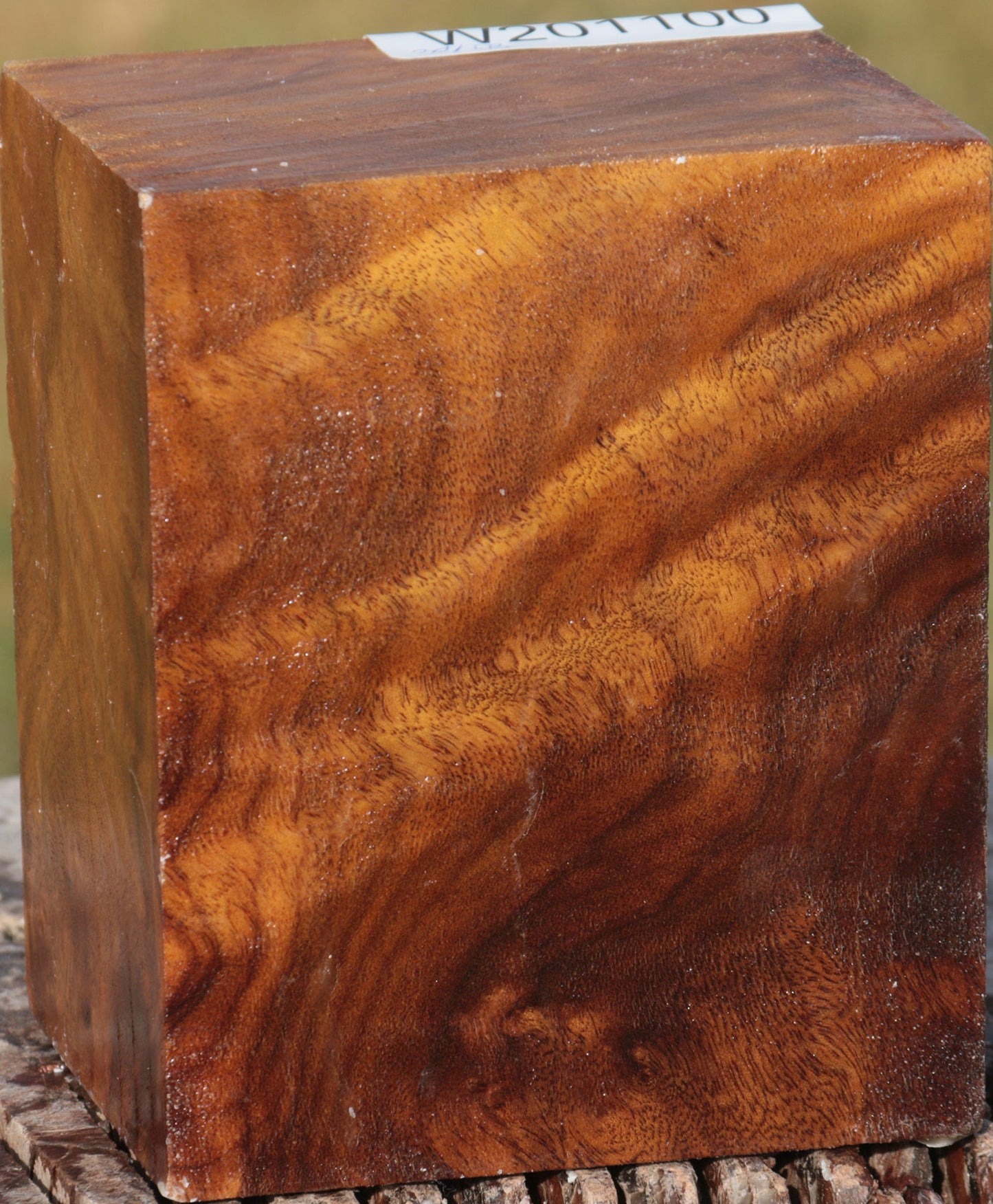 Camphor Burl Turning Blank