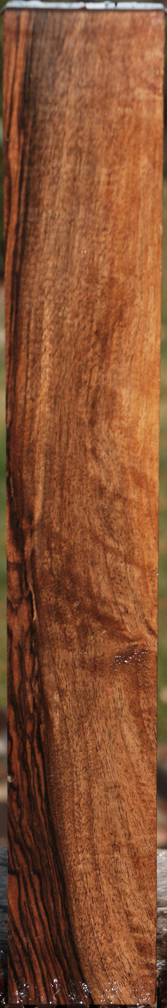 English Walnut Forend