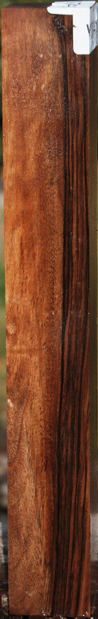 English Walnut Forend