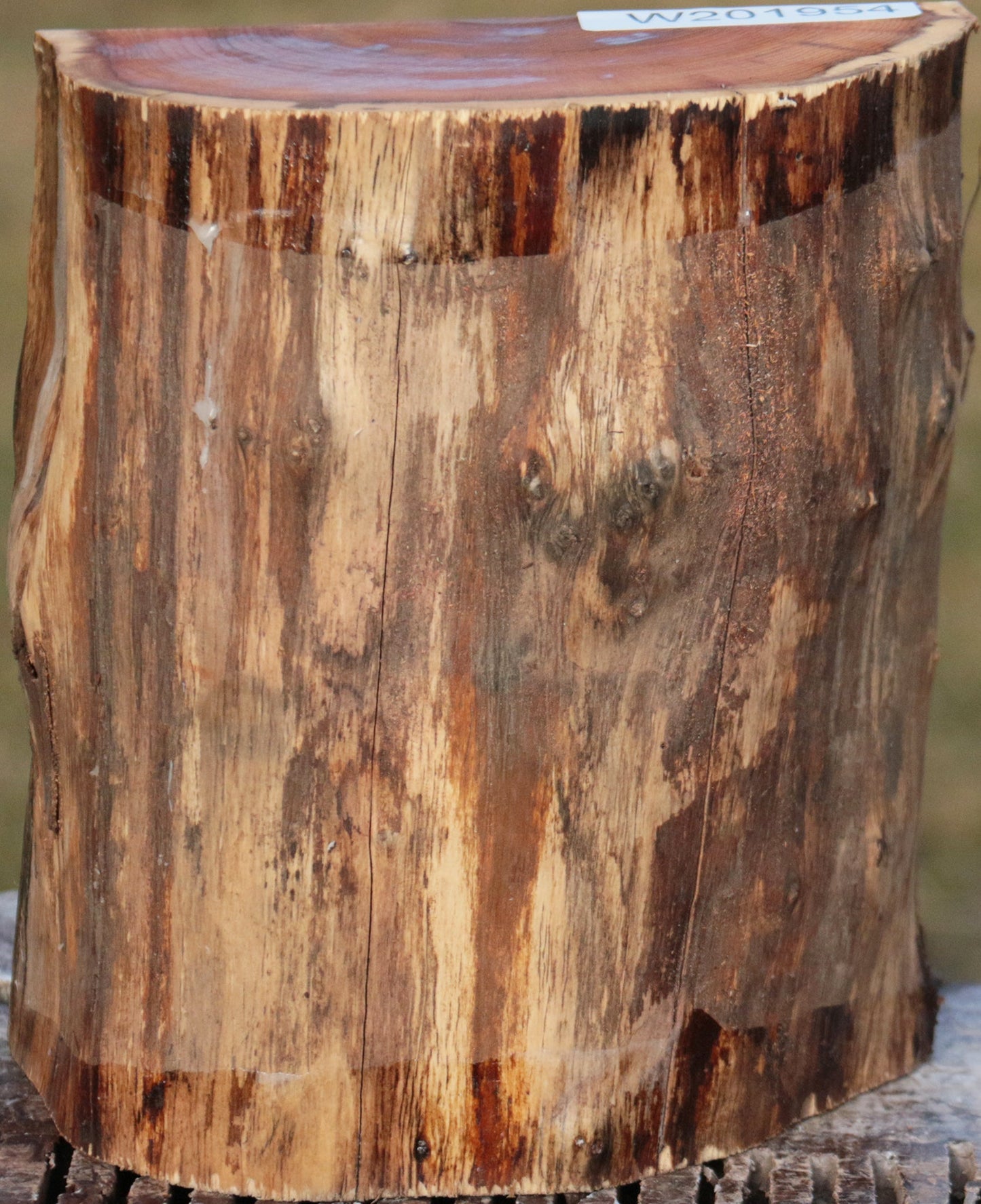 Pacific Yew Live Edge Half Log