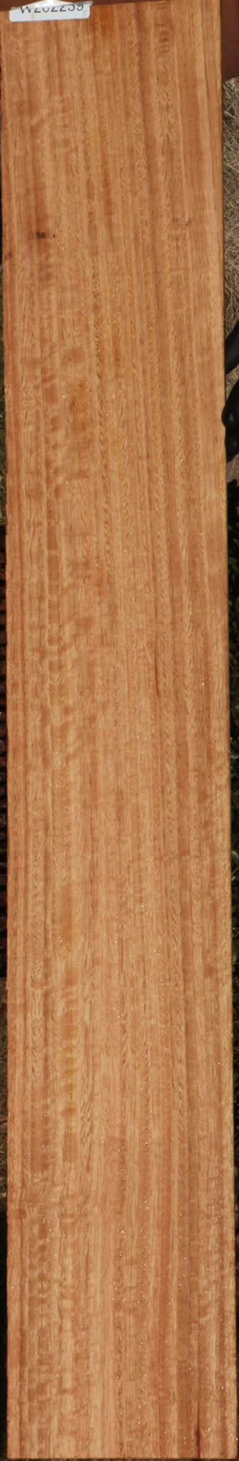 Extra Fancy Blue Gum Micro Lumber