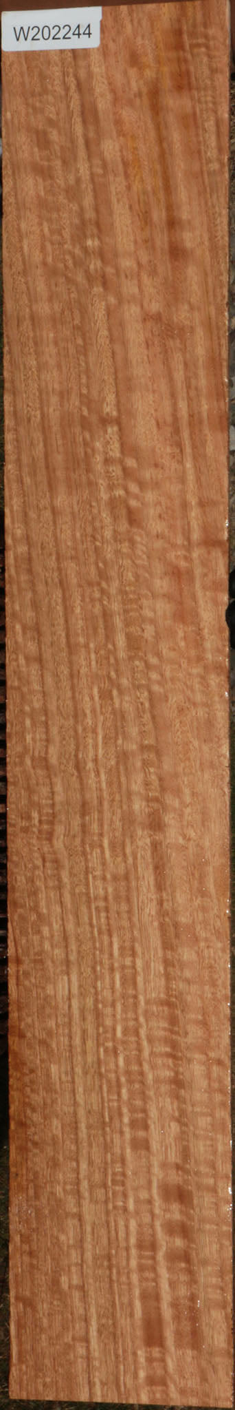 Extra Fancy Blue Gum Micro Lumber