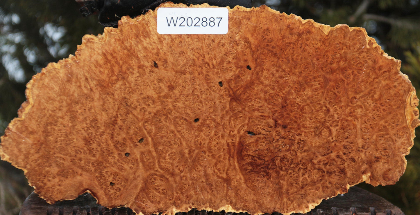 Gold Mallee Burl Cap