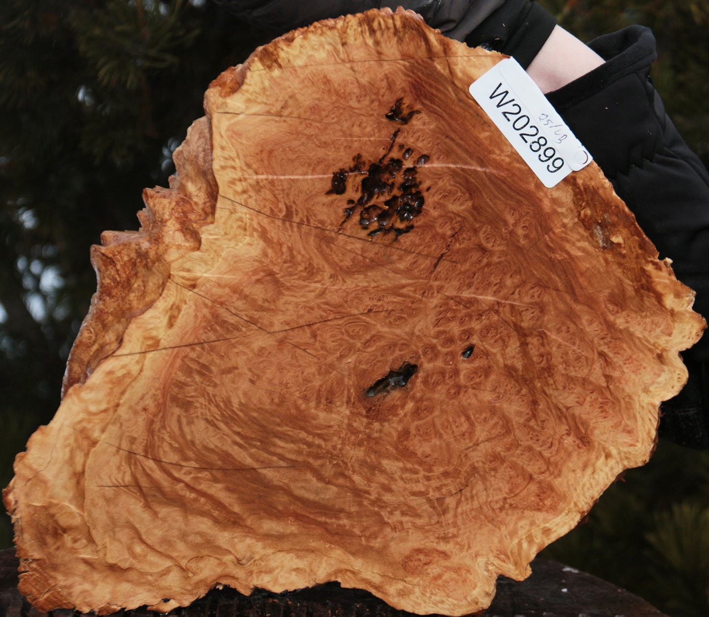 Gold Mallee Burl Cap