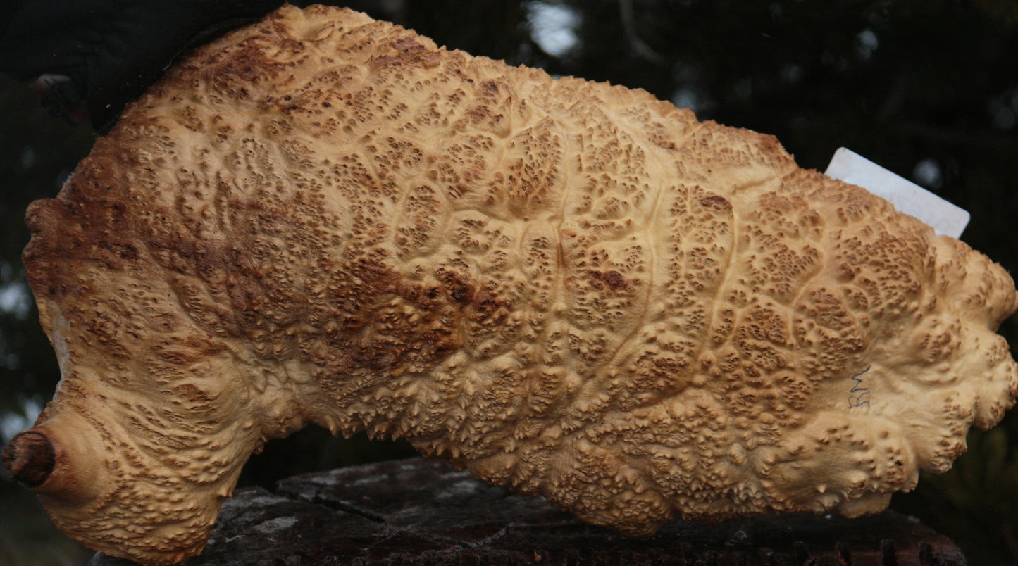 Gold Mallee Burl Cap