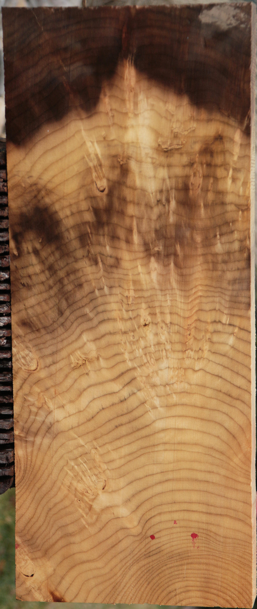 Crotchwood Myrtle Burl Lumber