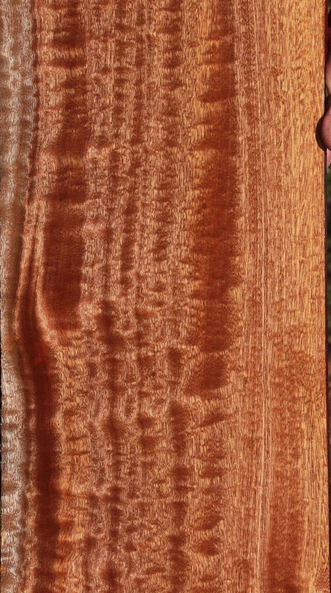 Exhibition Sapele Lumber