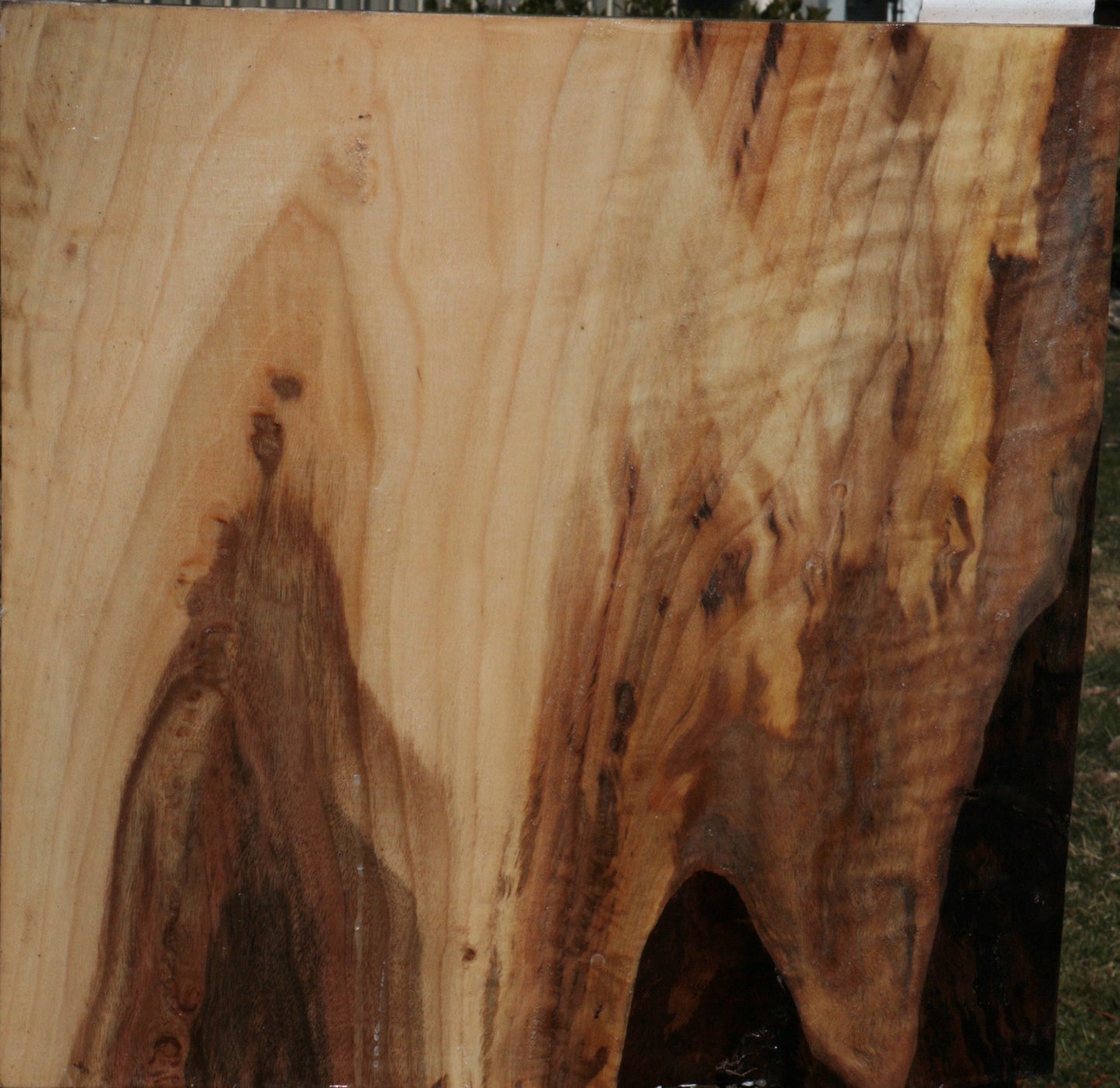 Fiddleback English Walnut Bowl Blank