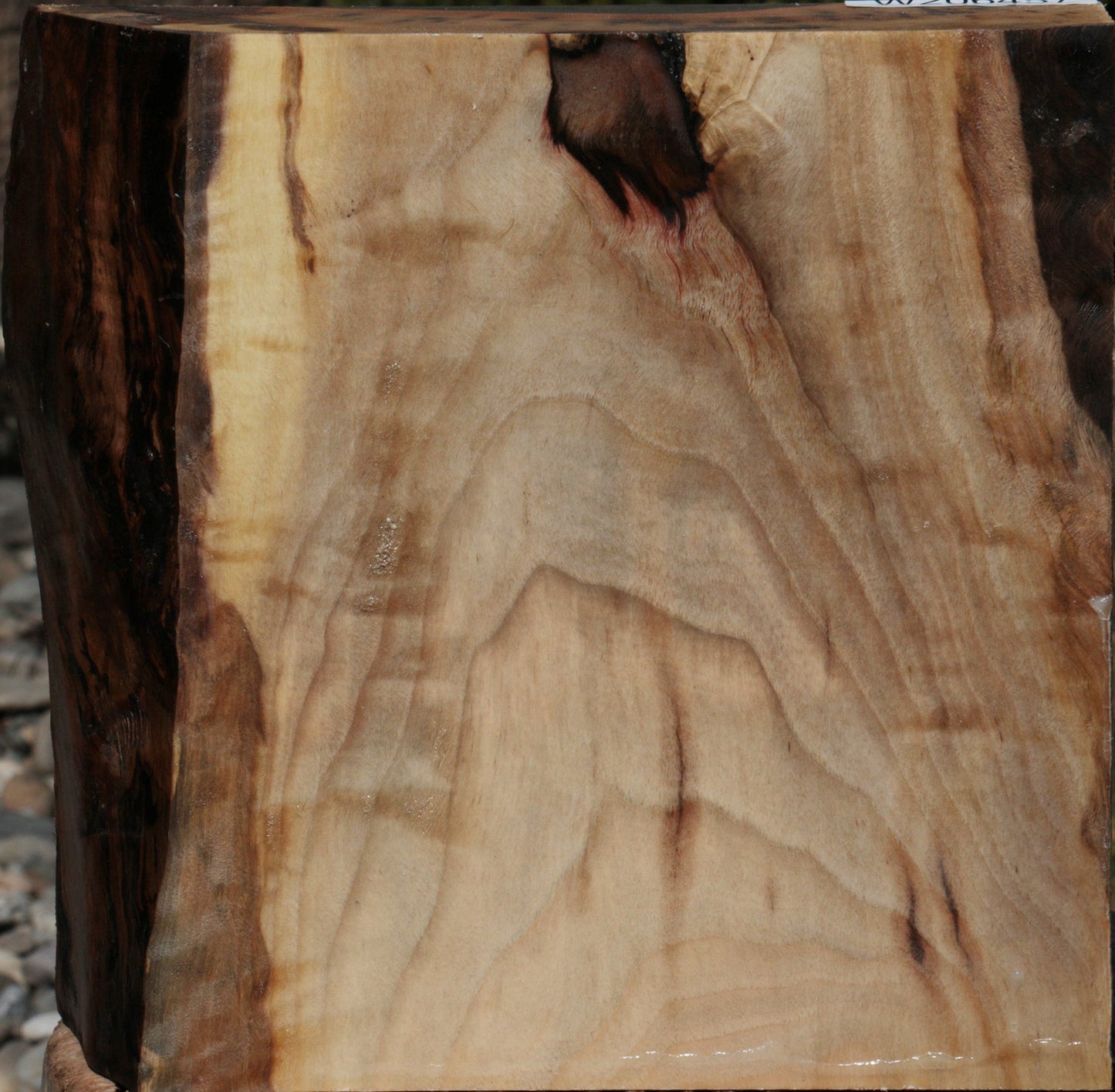 Fiddleback English Walnut Live Edge Bowl Blank