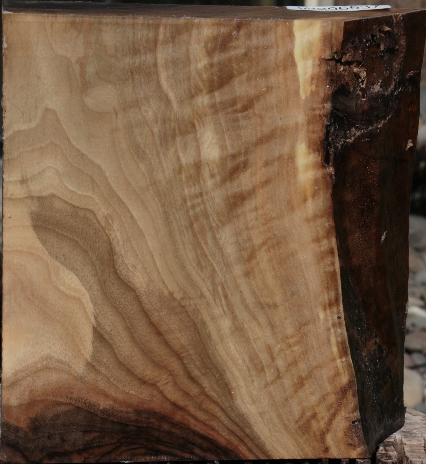 Fiddleback English Walnut Live Edge Bowl Blank