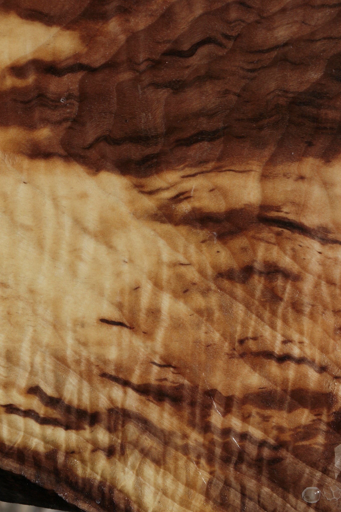 Extra Fancy Fiddleback English Walnut Live Edge Bowl Blank