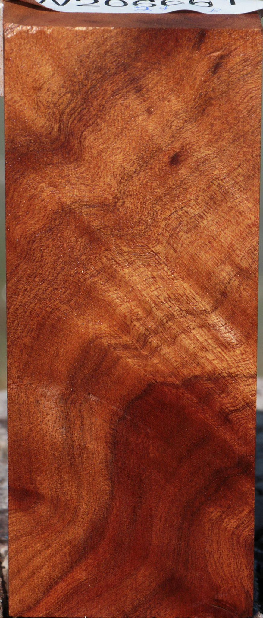 Camphor Burl 4-1/8