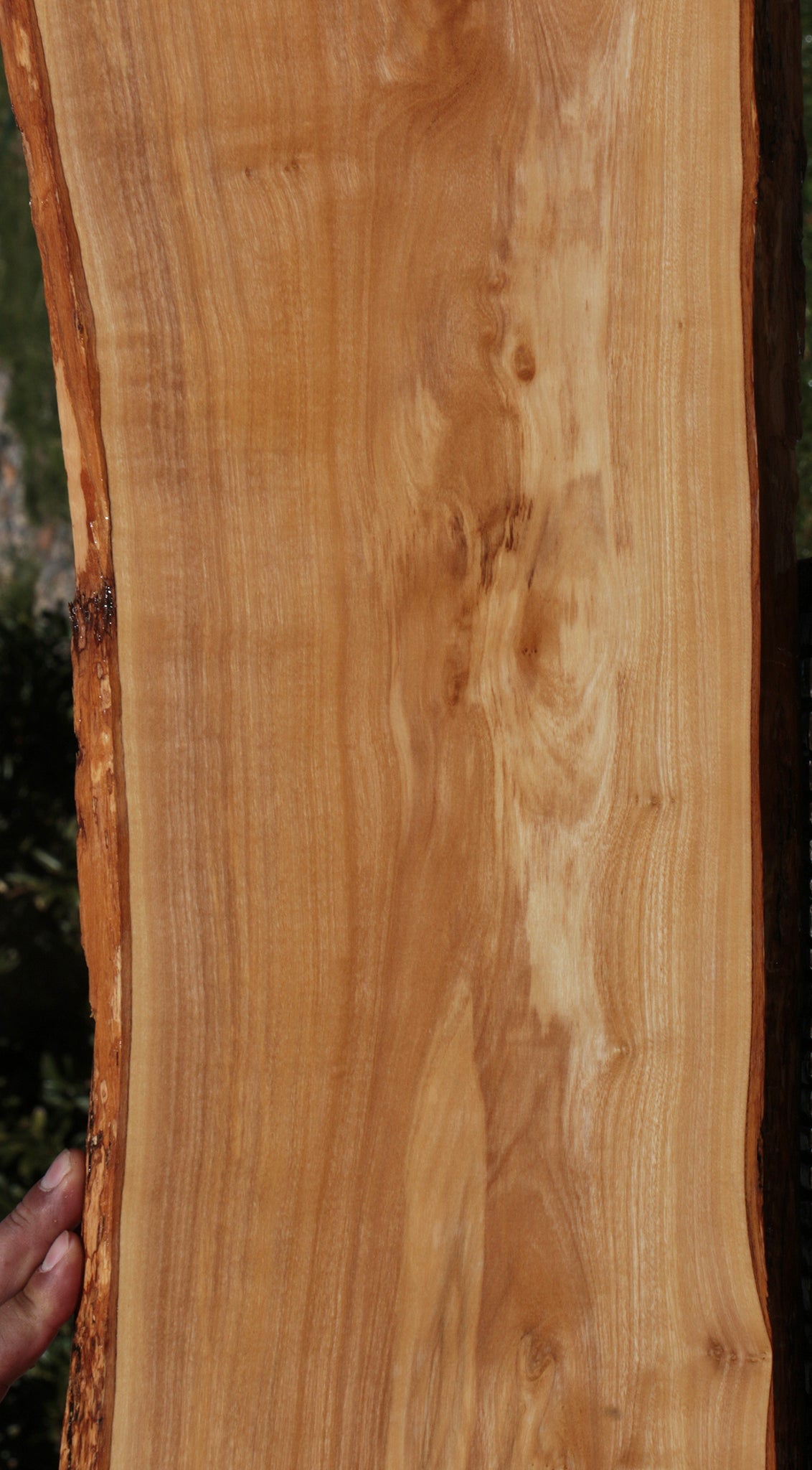 Olive Live Edge Lumber