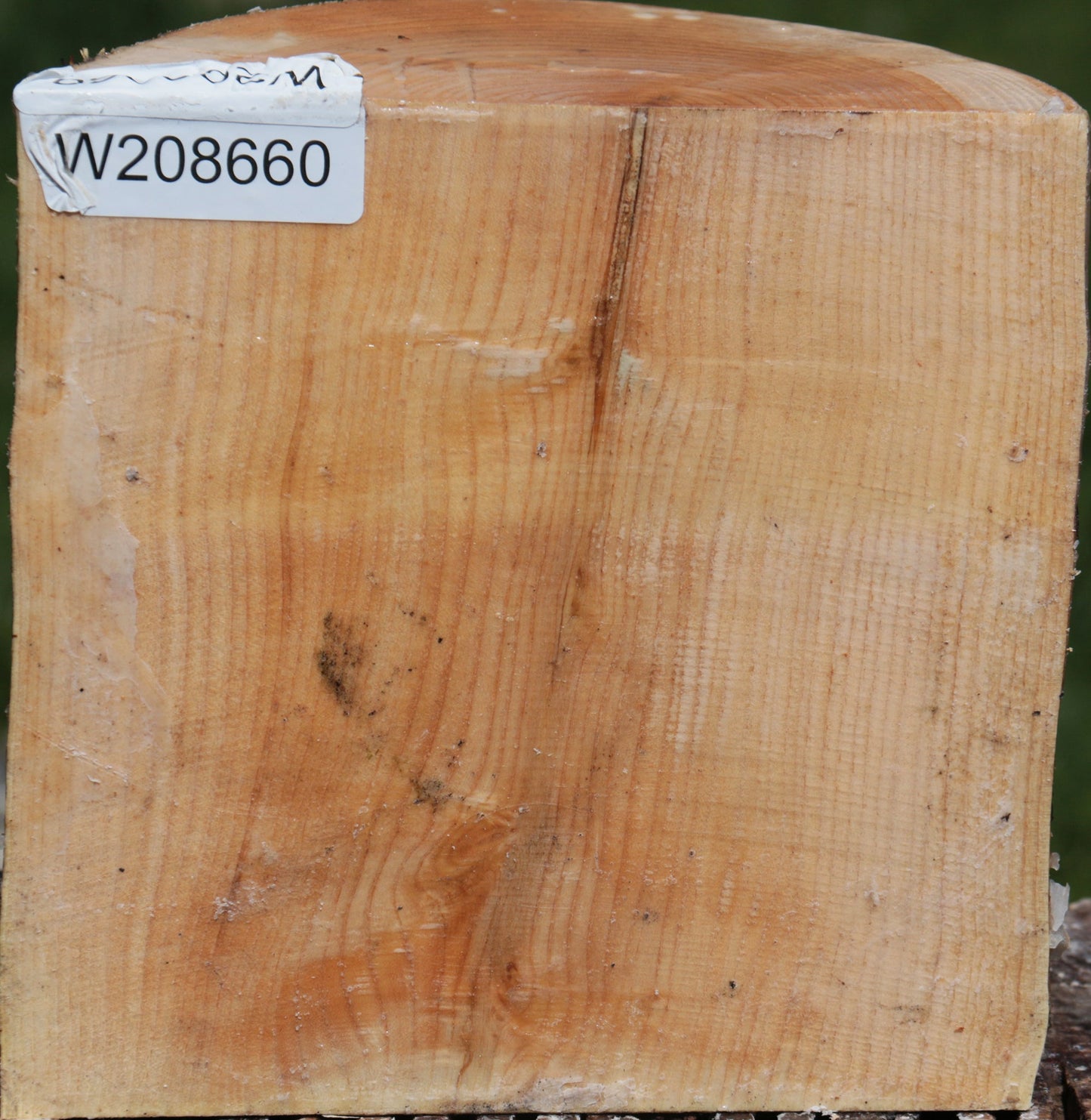 French Ash Half Log