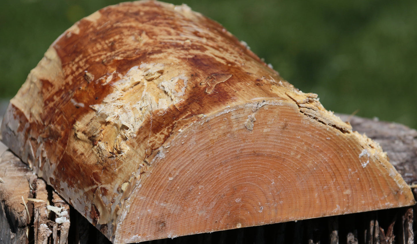 French Ash Half Log