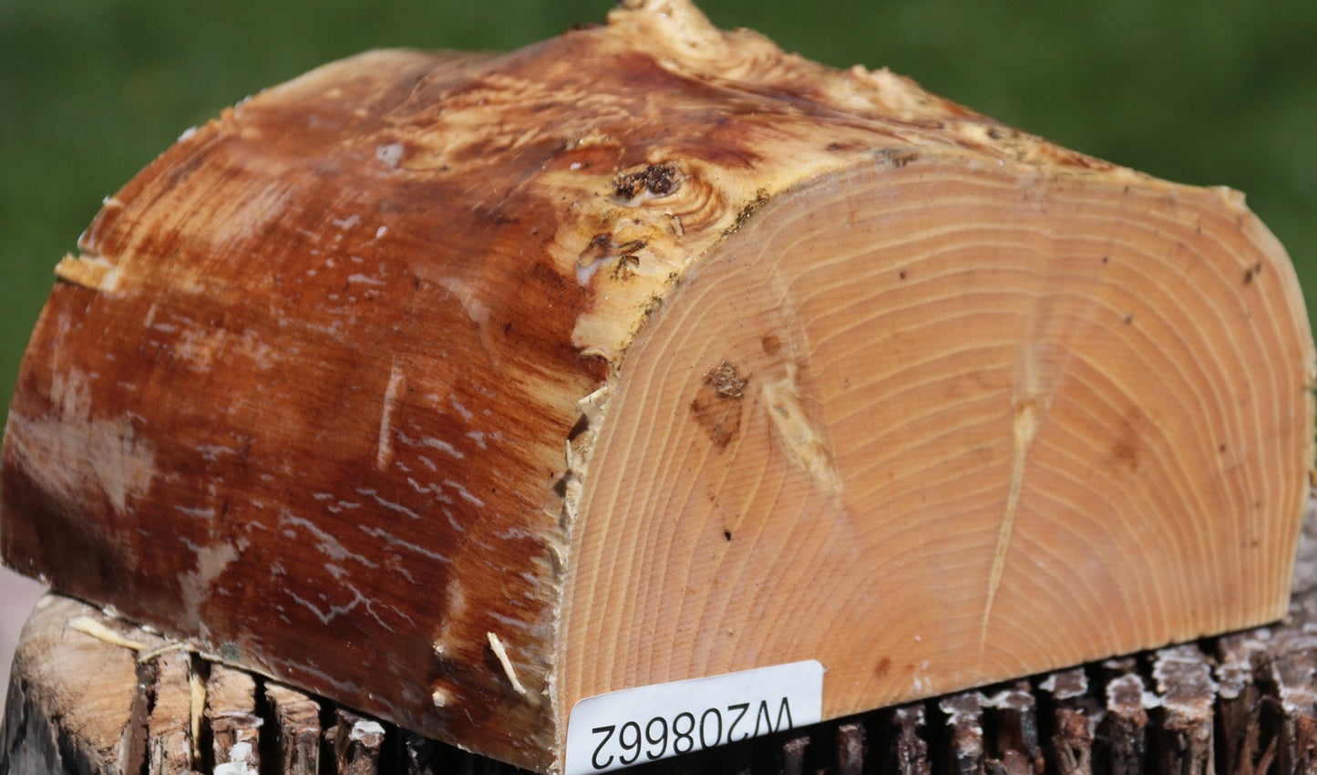 French Ash Half Log