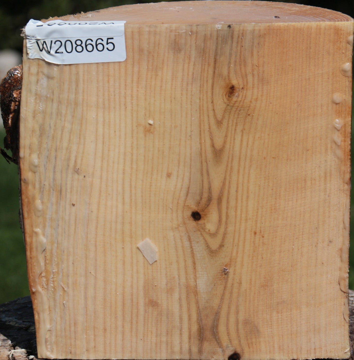 French Ash Half Log