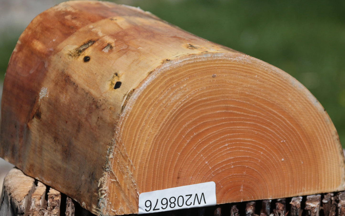 French Ash Half Log