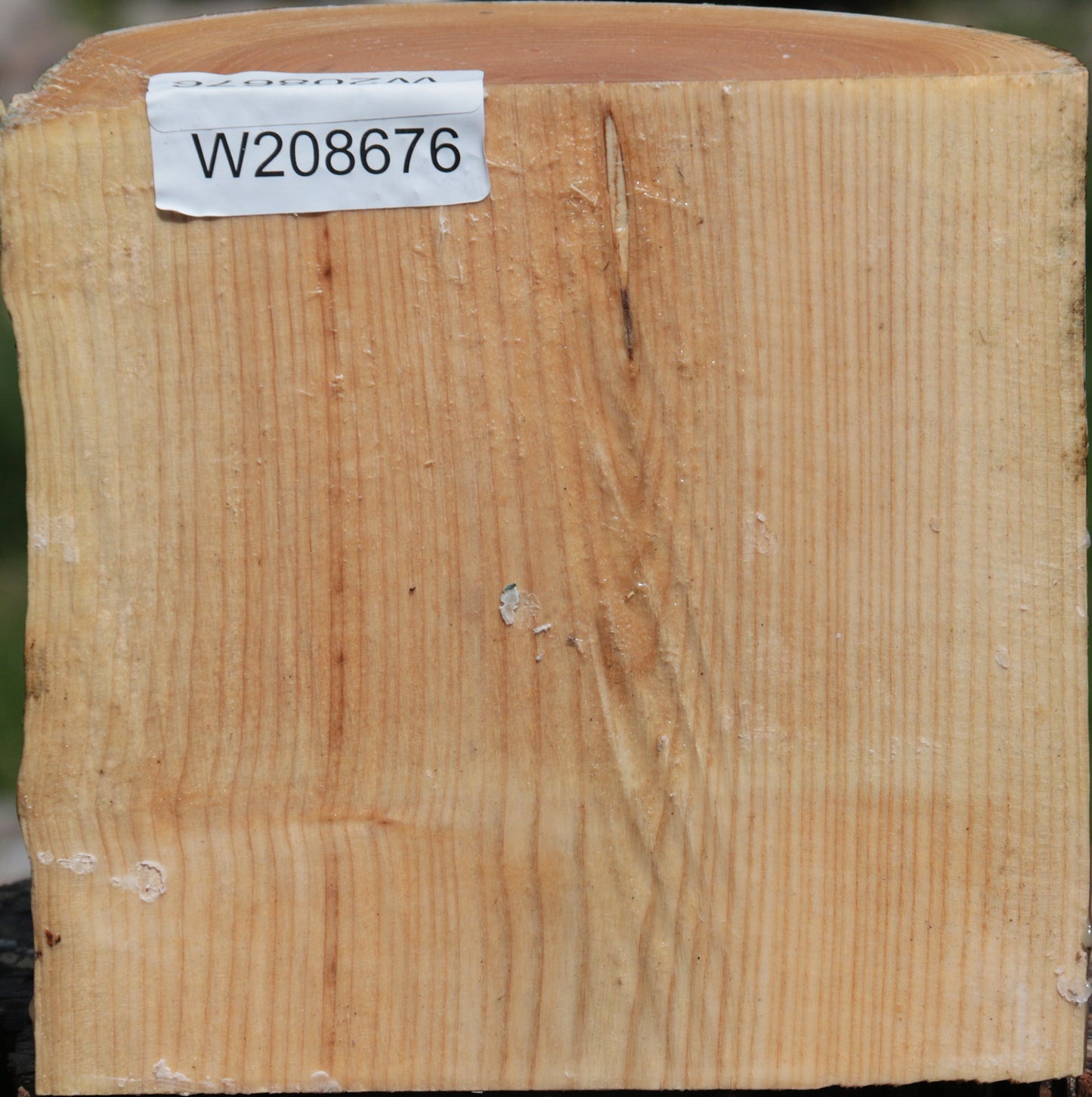 French Ash Half Log