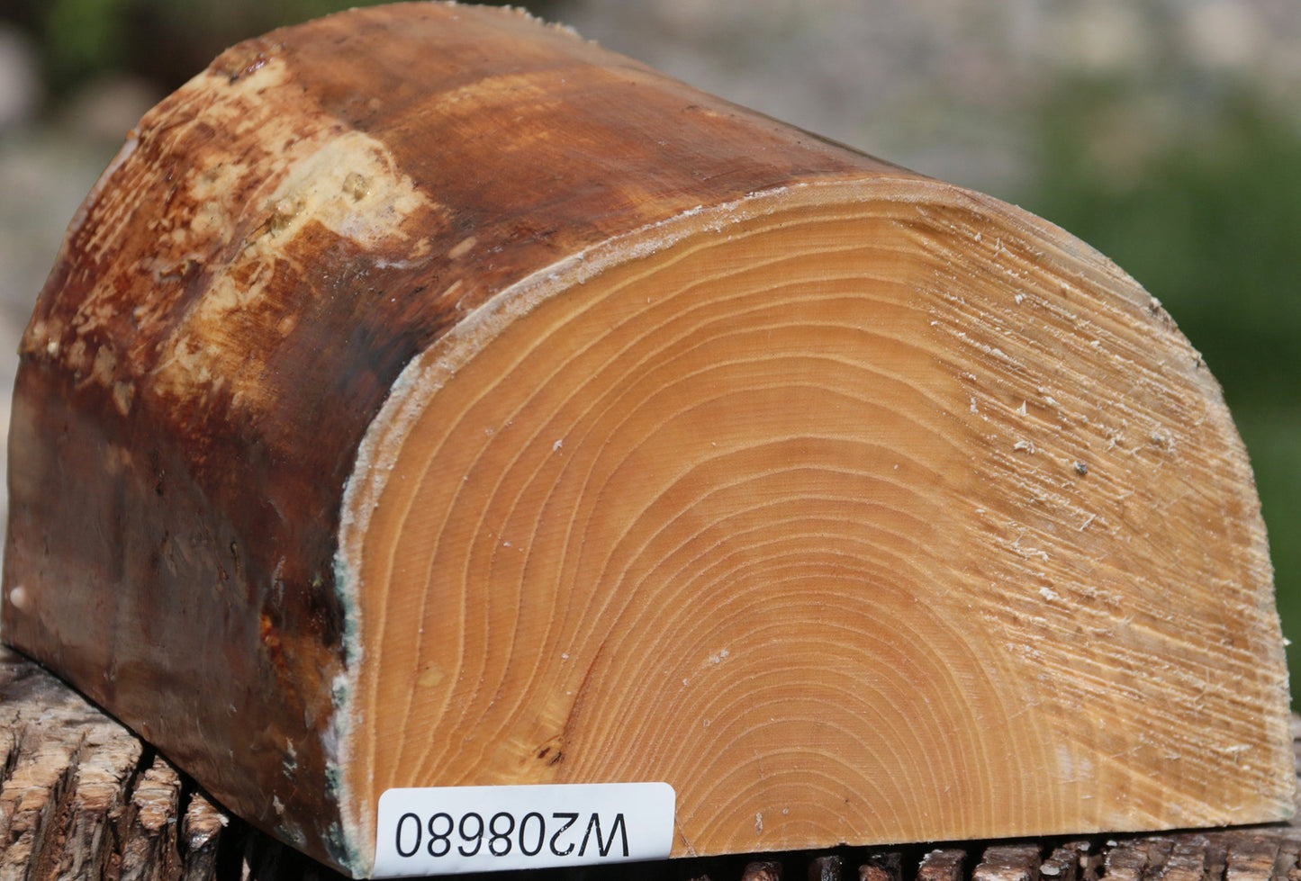 French Ash Half Log