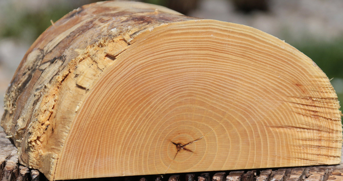 French Ash Half Log