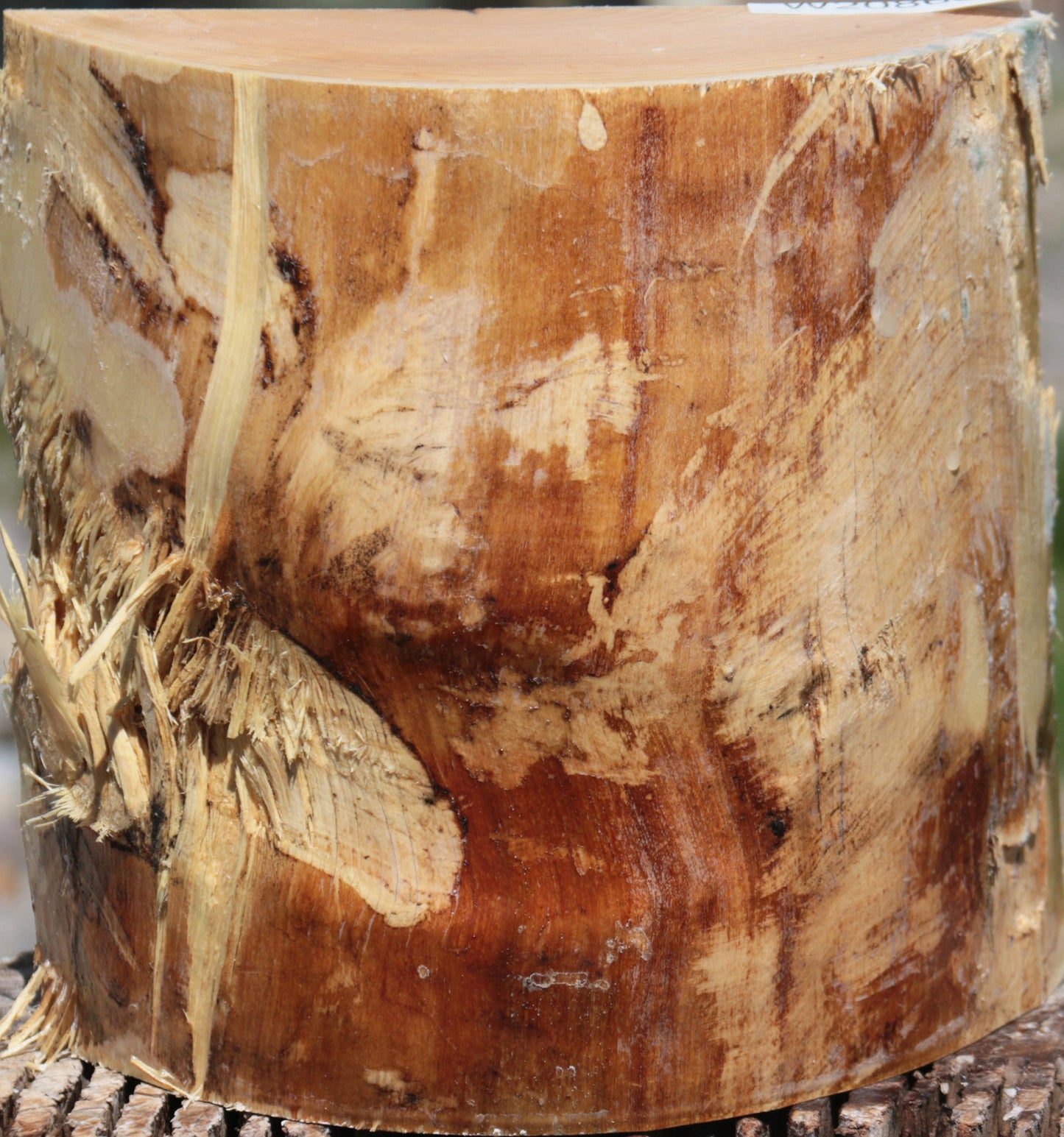 French Ash Half Log