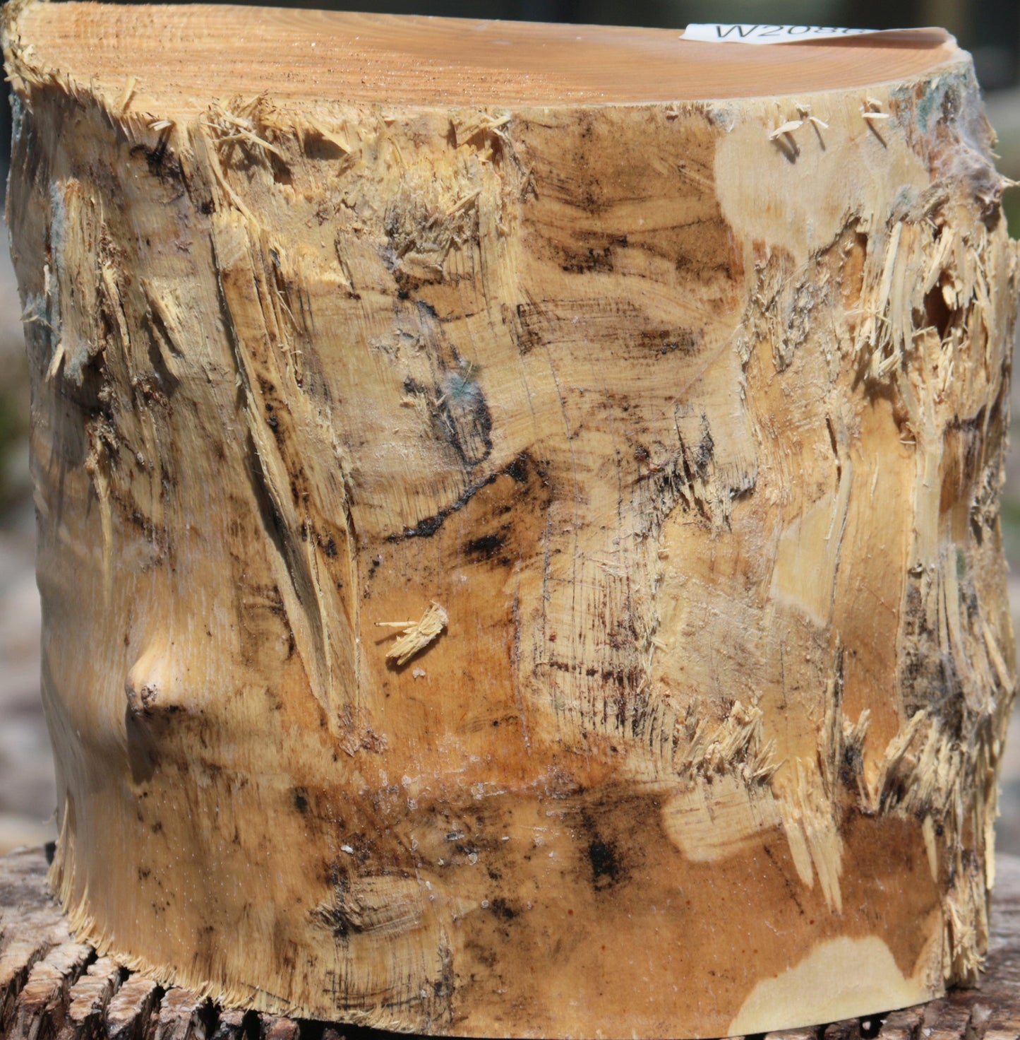 French Ash Half Log