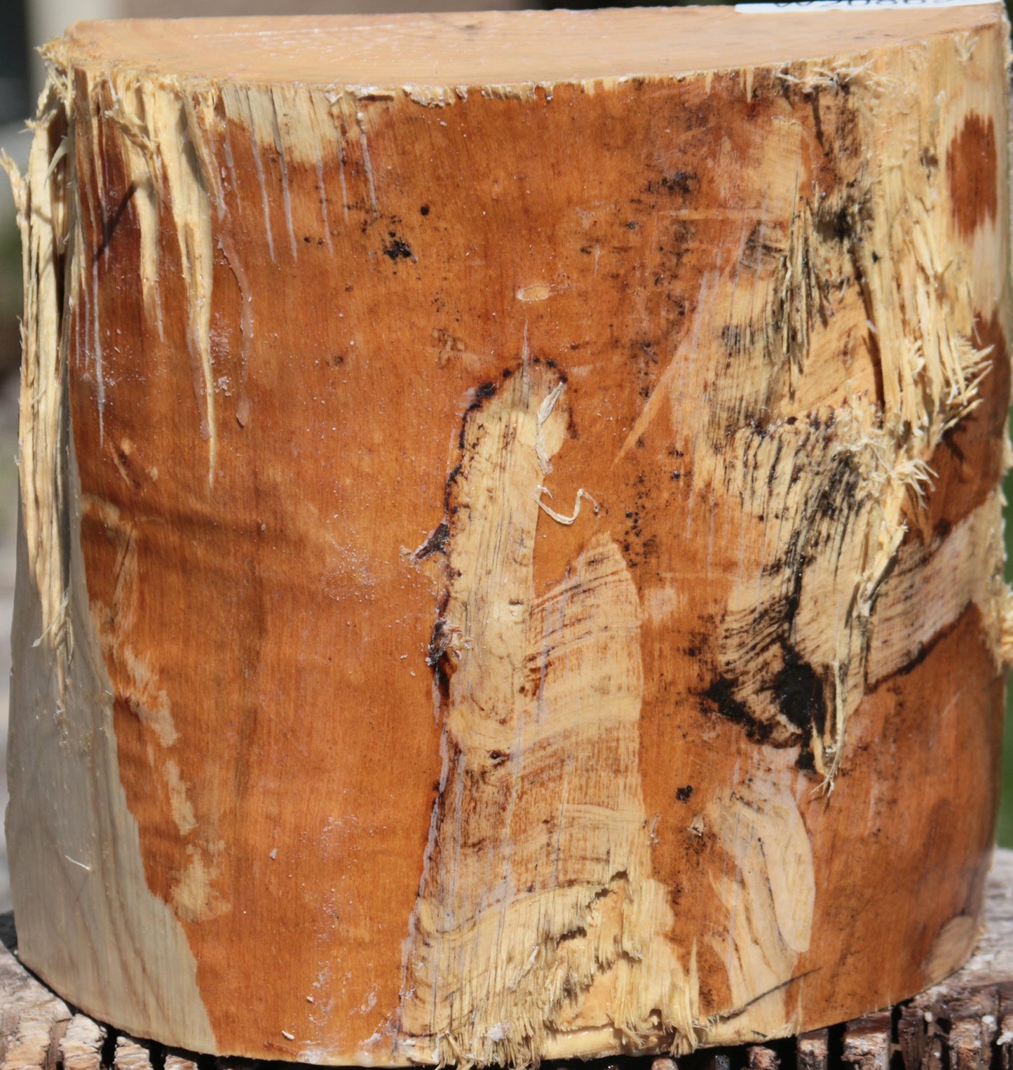 French Ash Half Log