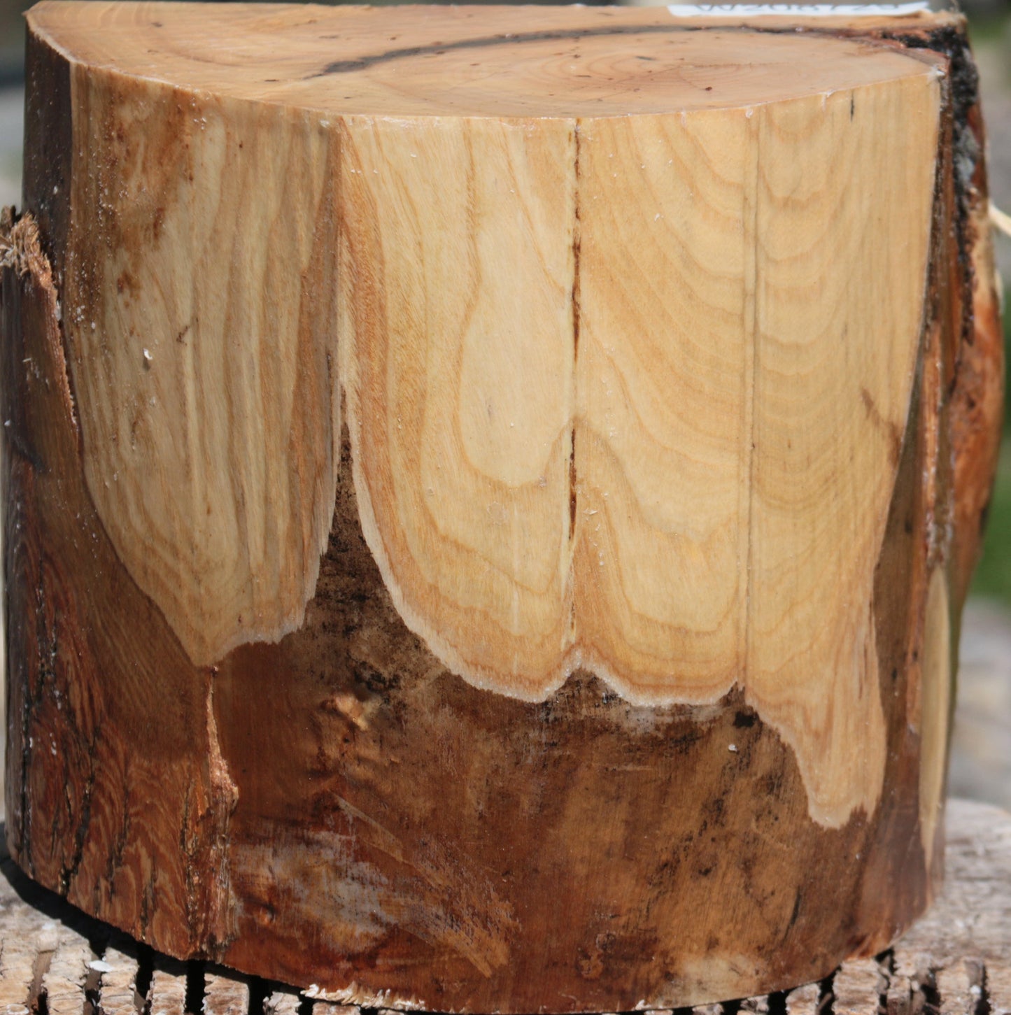 French Ash Half Log