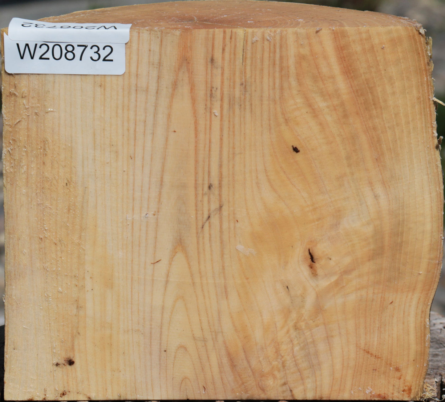 French Ash Half Log