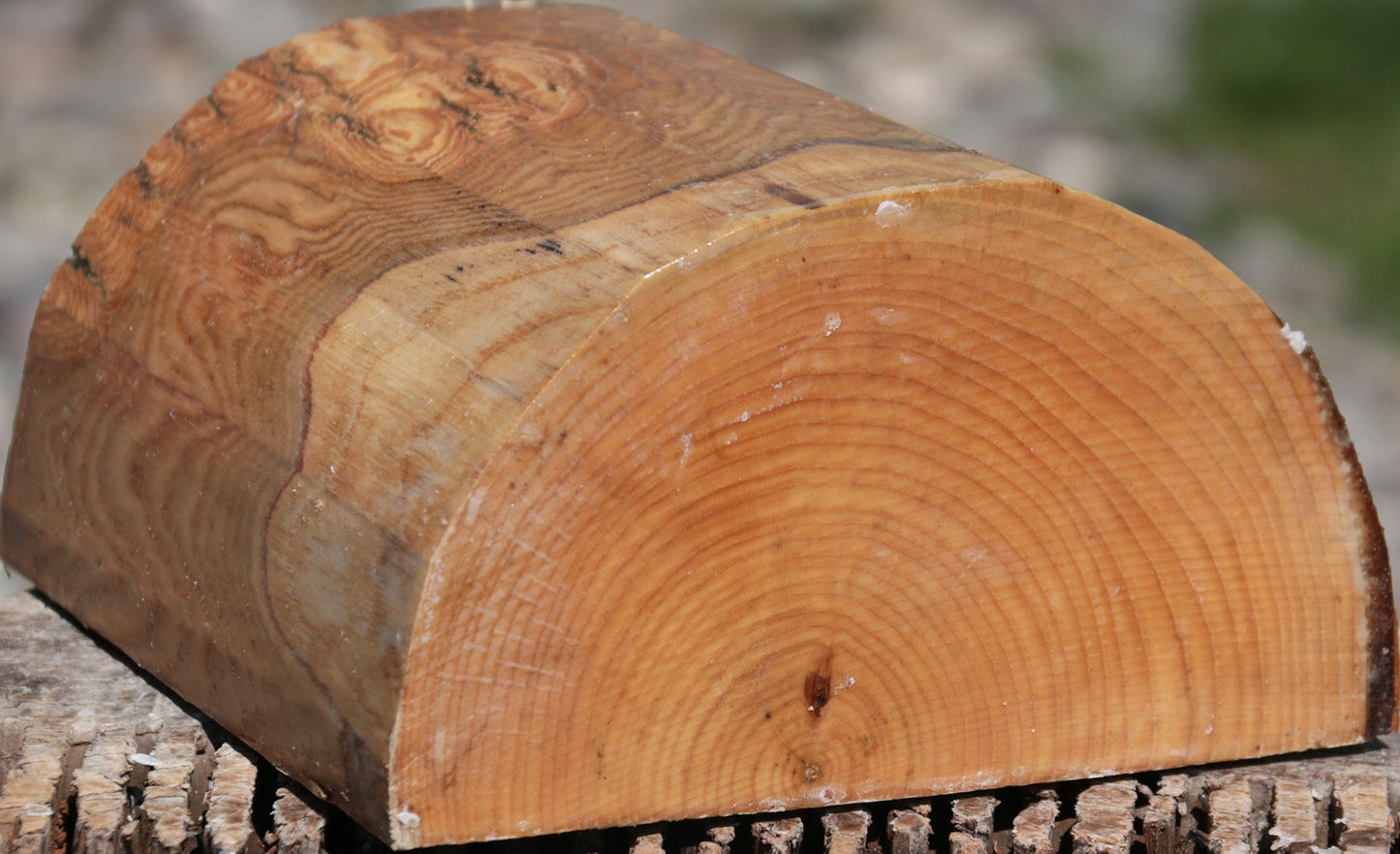 French Ash Half Log