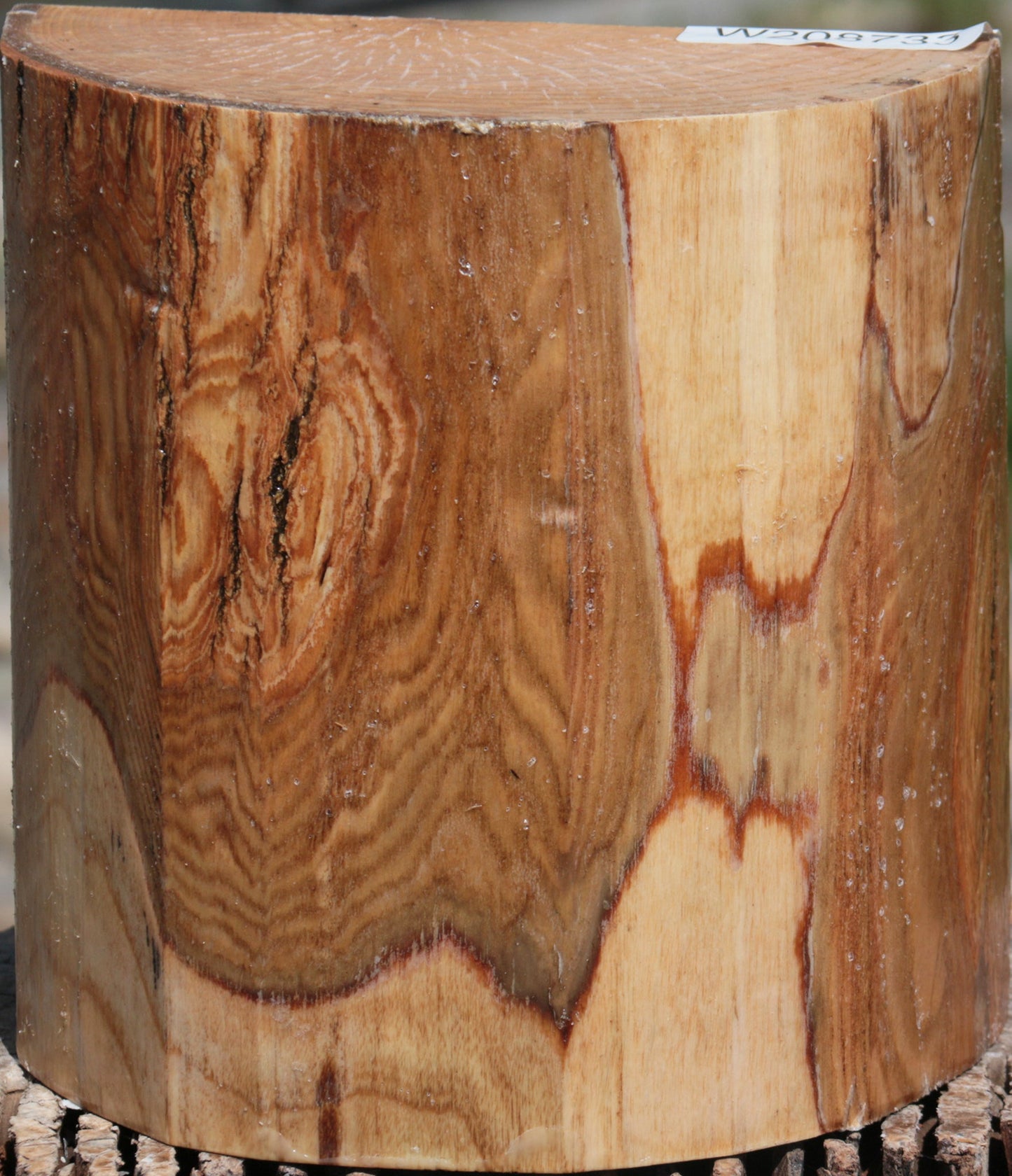 French Ash Half Log